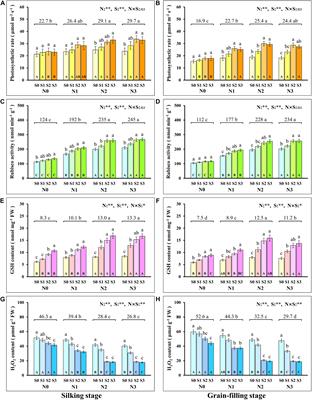 Synergistic Regulation of Nitrogen and Sulfur on Redox Balance of Maize Leaves and Amino Acids Balance of Grains